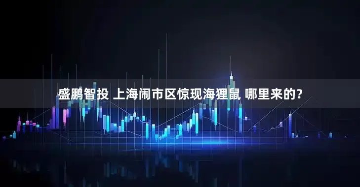 盛鹏智投 上海闹市区惊现海狸鼠 哪里来的？