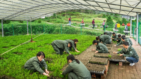 中国股票配资网 重庆雪宝山怎样破解崖柏“复活密码”？| 2025年生物多样性保护和可持续利用实践成果⑥